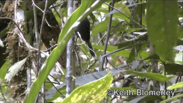 Parker's Antbird - ML201044531