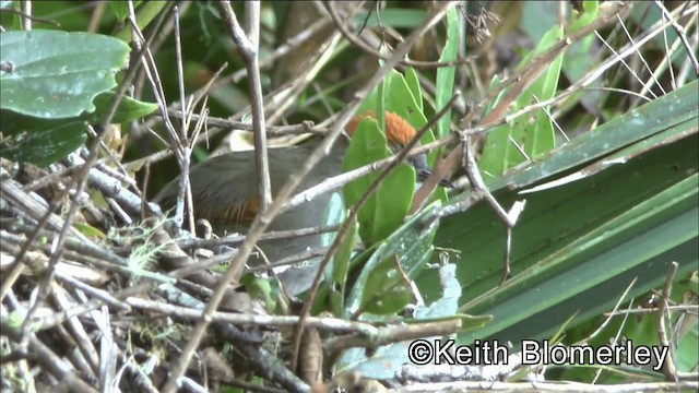 ミヤマオナガカマドドリ - ML201044551