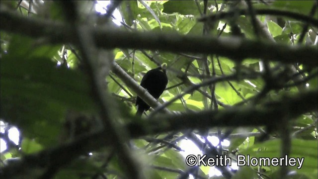 Golden-winged Manakin - ML201044561