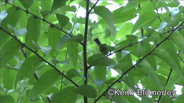 Ochre-bellied Flycatcher - ML201044571