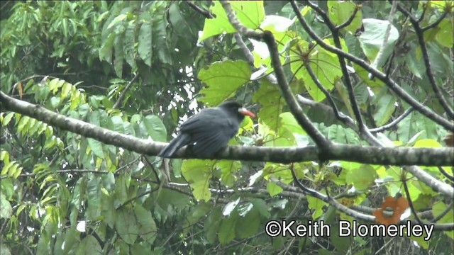 White-fronted Nunbird (Pale-winged) - ML201044581