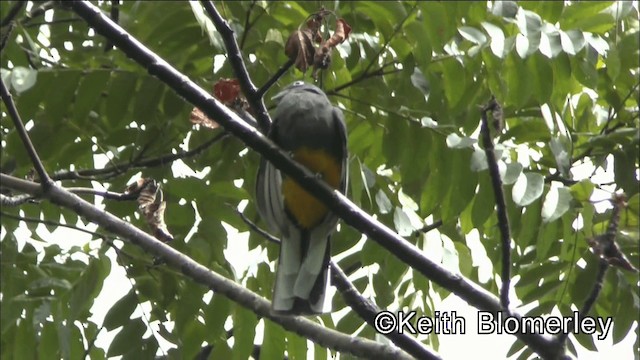 White-tailed Trogon - ML201044591