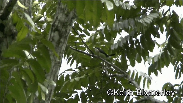 White-mantled Barbet - ML201044601