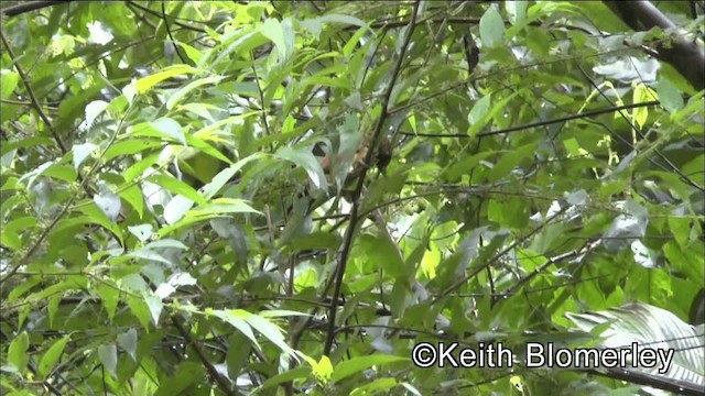 Cinnamon Woodpecker - ML201044611