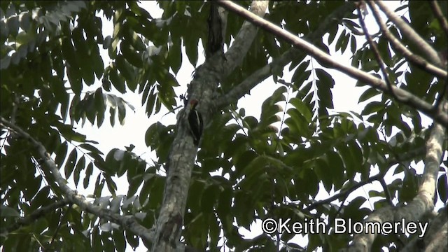 Beautiful Woodpecker - ML201044641