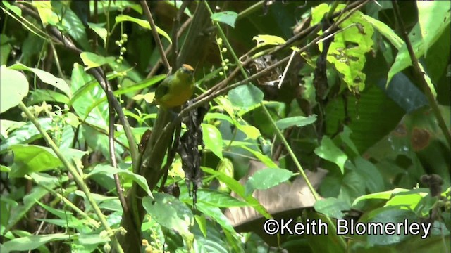 Fulvous-vented Euphonia - ML201044651