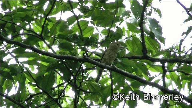 Barred Puffbird - ML201044671