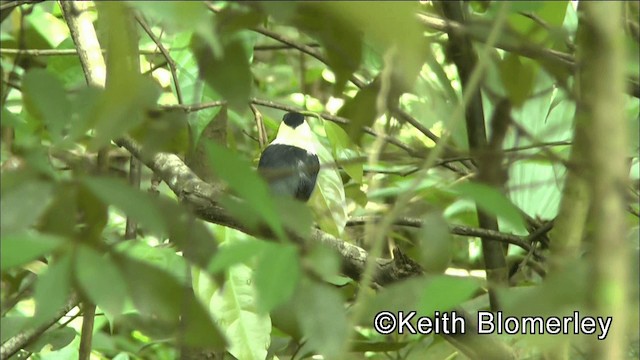 Ak Sakallı Manakin - ML201044681