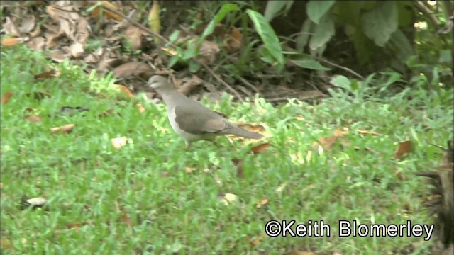 White-tipped Dove (White-tipped) - ML201044701