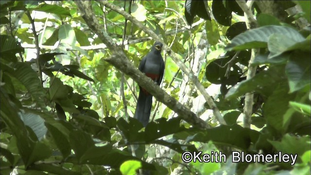 クビワオグロキヌバネドリ（macroura） - ML201044711