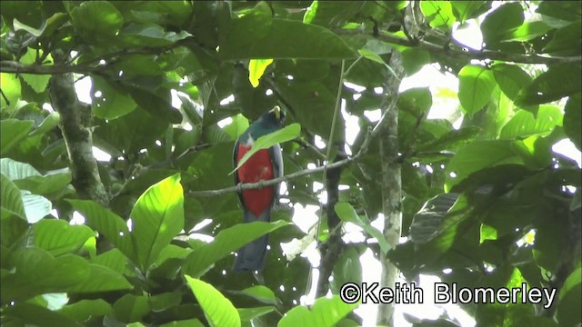 Kara Kuyruklu Trogon (macroura) - ML201044721