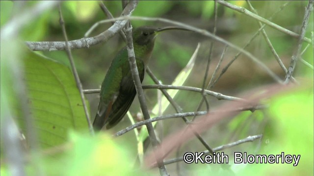 Rufous-breasted Hermit - ML201044731