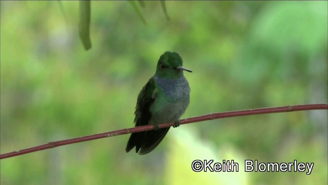 Blue-chested Hummingbird - ML201044741