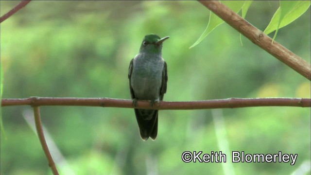 Blue-chested Hummingbird - ML201044751