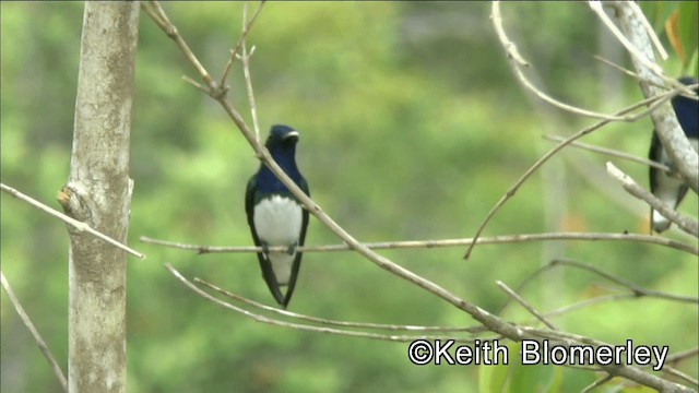 White-necked Jacobin - ML201044771