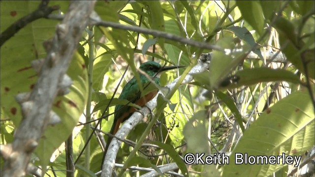 Rufous-tailed Jacamar - ML201044781