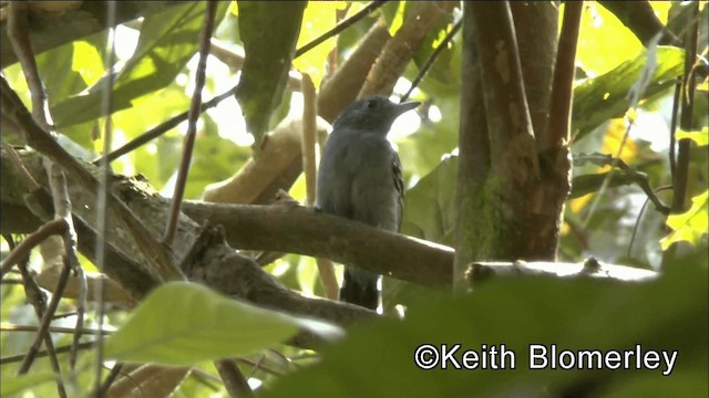 Black-crowned Antshrike - ML201044801