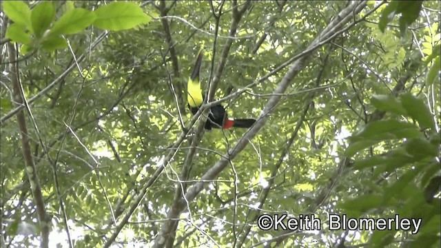 Yellow-throated Toucan (Black-mandibled) - ML201044811