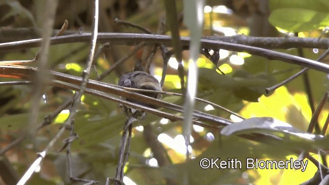 Длинноклювый колибри-отшельник [группа longirostris] - ML201044831