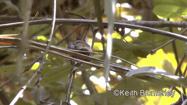 Uzun Gagalı Hermit [longirostris grubu] - ML201044831