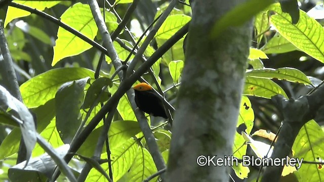 Manakin à tête d'or - ML201044841