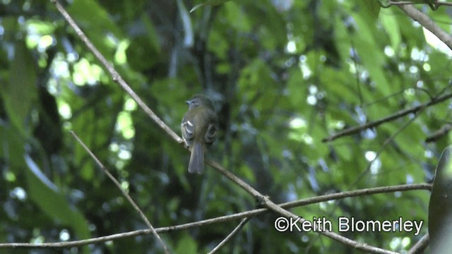 Schwarzschnabel-Schnäppertyrann - ML201044851