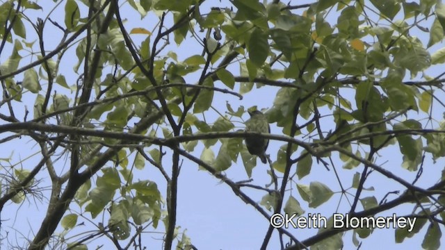 Olivaceous Piculet - ML201044871