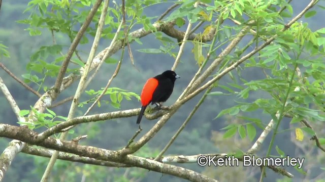 Scarlet-rumped Tanager (Passerini's) - ML201044991