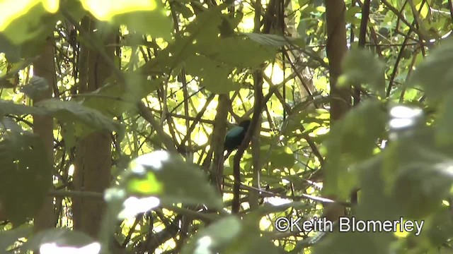 Long-tailed Manakin - ML201045011