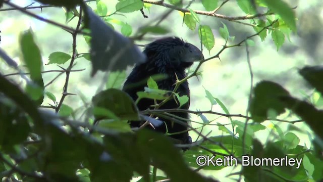 Groove-billed Ani - ML201045021