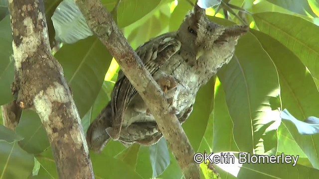 Pacific Screech-Owl (cooperi) - ML201045061