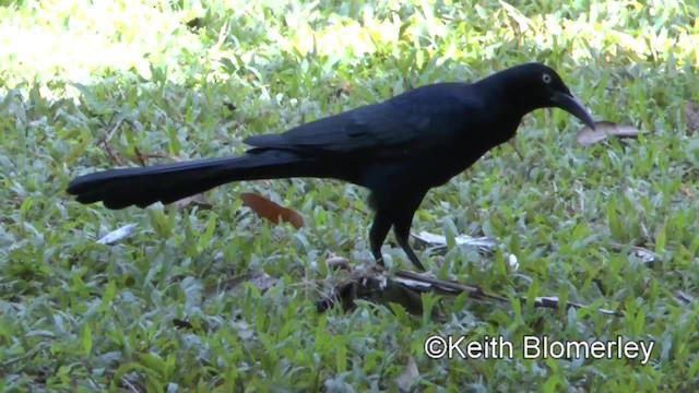 Great-tailed Grackle (Great-tailed) - ML201045091