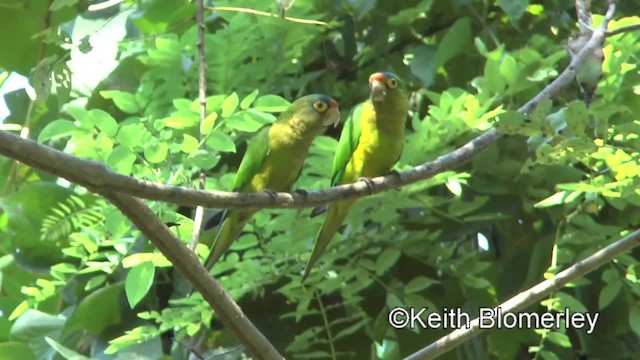 Orange-fronted Parakeet - ML201045131