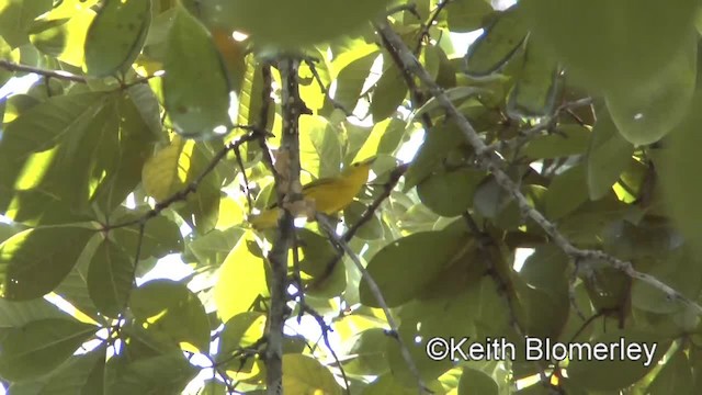 סבכון צהוב/סבכון מנגרובים - ML201045141