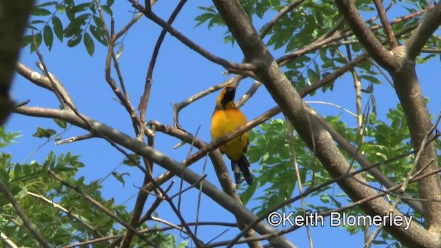 Spot-breasted Oriole - ML201045181