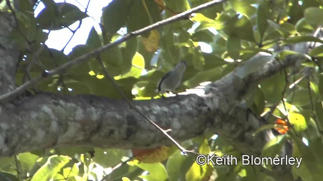 White-lored Gnatcatcher - ML201045201