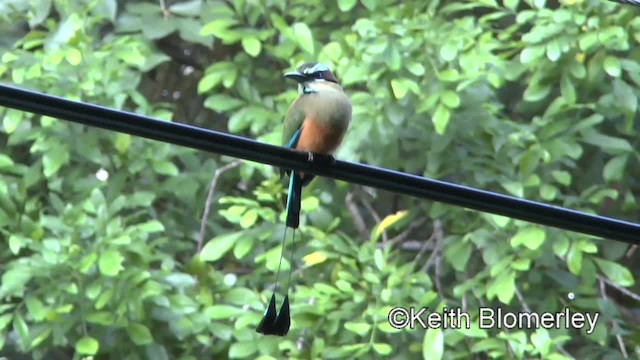 Turquoise-browed Motmot - ML201045271