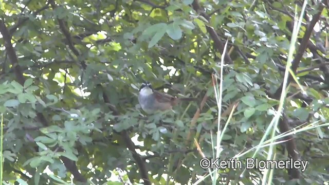 Stripe-headed Sparrow - ML201045281