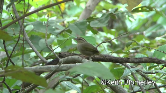 Meksika Yeşil Sırtlı Serçesi [superciliosus grubu] - ML201045311