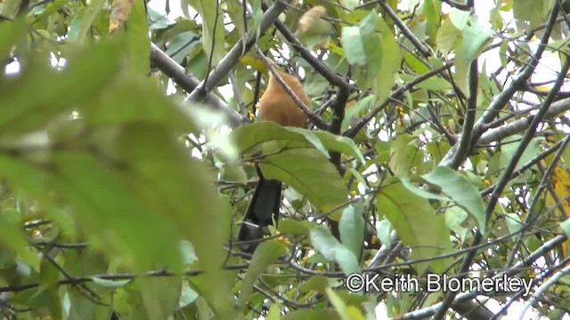 Lesser Ground-Cuckoo - ML201045321