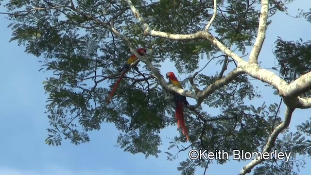 Scarlet Macaw - ML201045331