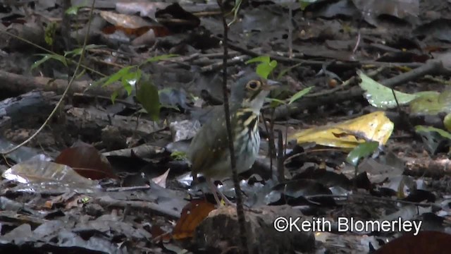 Streak-chested Antpitta (Pacific Slope) - ML201045441