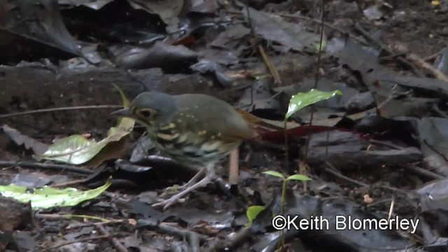 Orangewangen-Ameisenpitta (lizanoi) - ML201045451