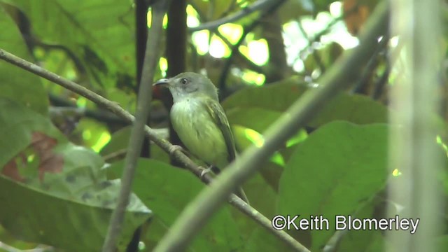 Northern Bentbill - ML201045471