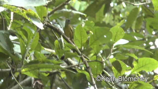 korthalevireo (decurtata/darienensis) - ML201045501