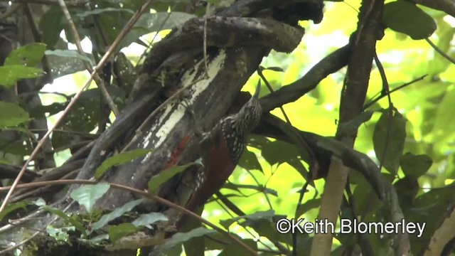 Black-striped Woodcreeper - ML201045511