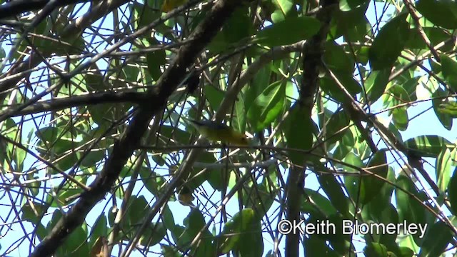 Paruline orangée - ML201045651