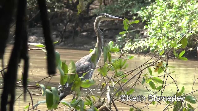 Grand Héron (groupe herodias) - ML201045661