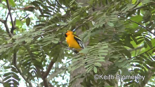 Streak-backed Oriole (Streak-backed) - ML201045681