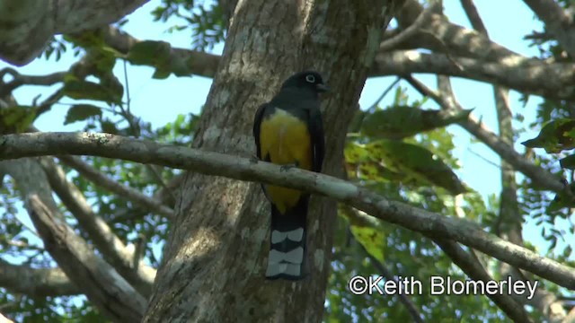 trogon černohlavý - ML201045701